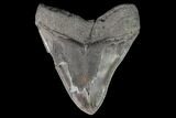 Serrated, Fossil Megalodon Tooth - South Carolina #108839-2